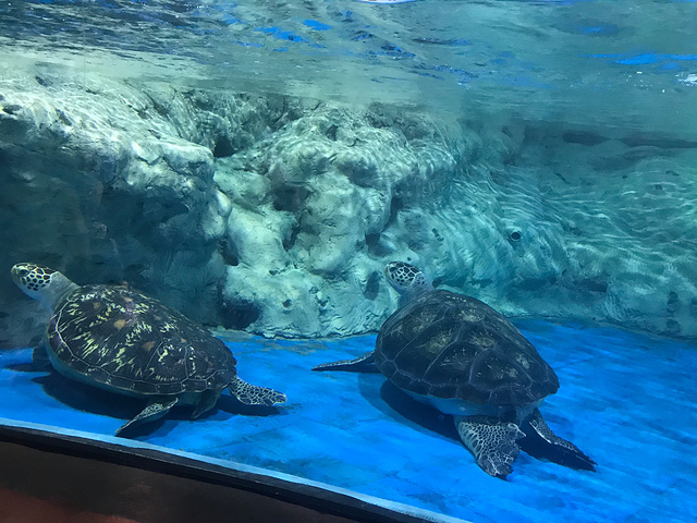 17周末海洋馆半日游巴南海洋公园开馆刚好朋友回来重庆两个人约了个