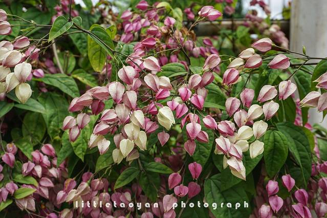 夏威夷热带植物园公园