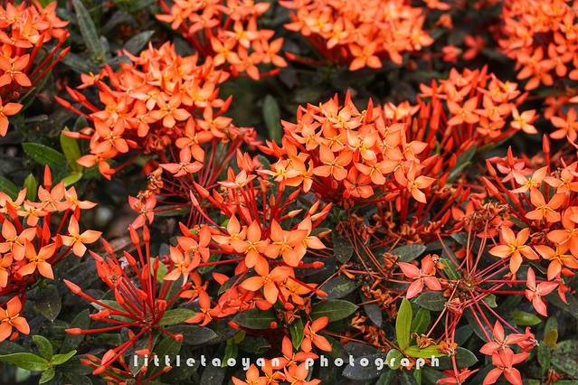 夏威夷热带植物园公园