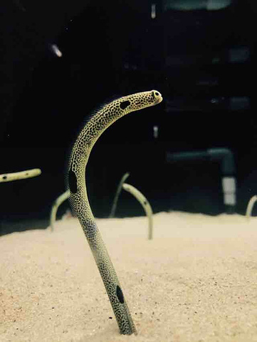 "_大阪水族馆"的评论图片