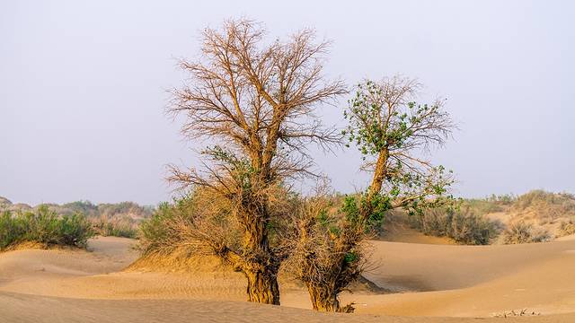 塔克拉玛干沙漠
