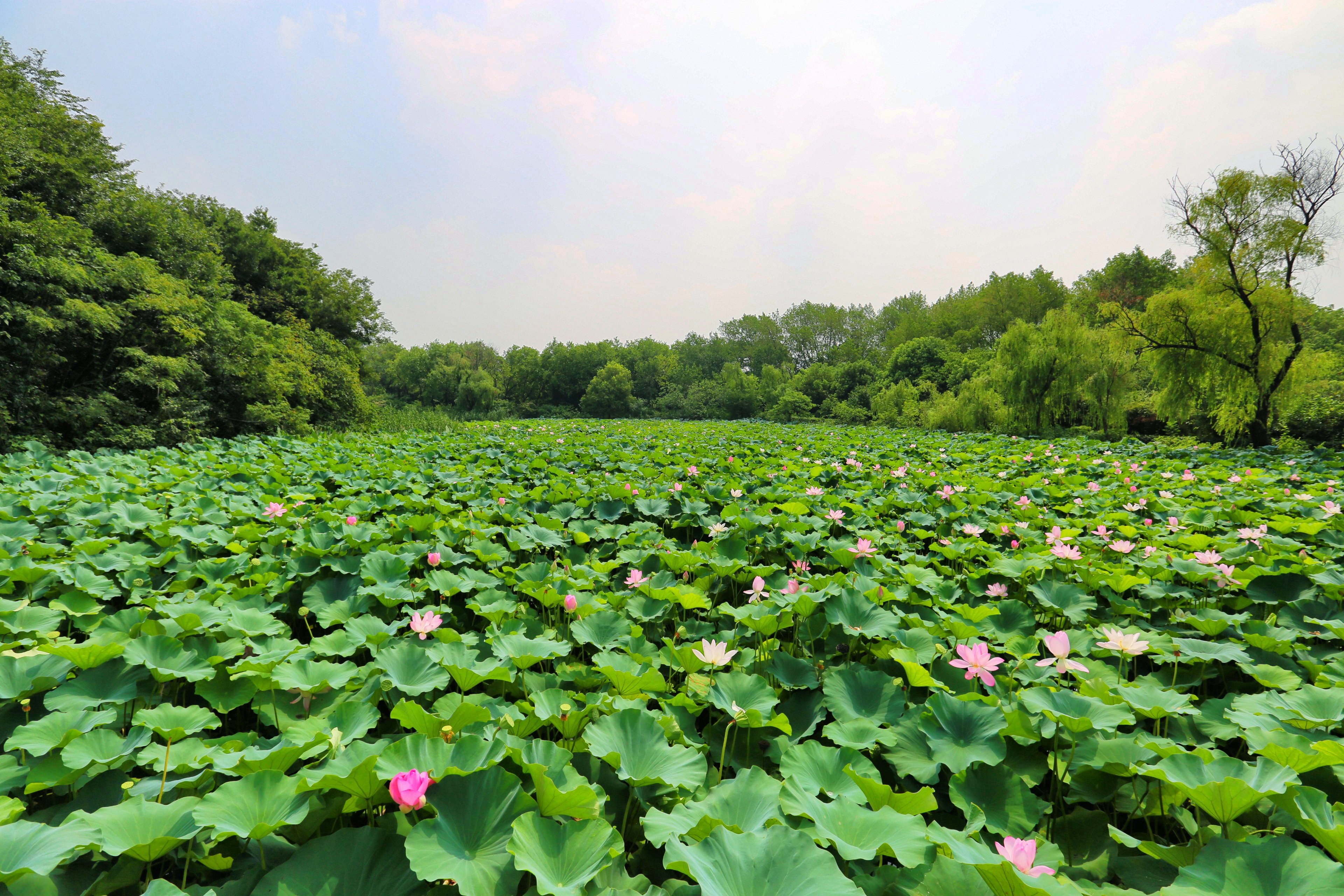 而春秋淹城遗址的子城河里这4500株荷花争相绽放想必定不输当年出水