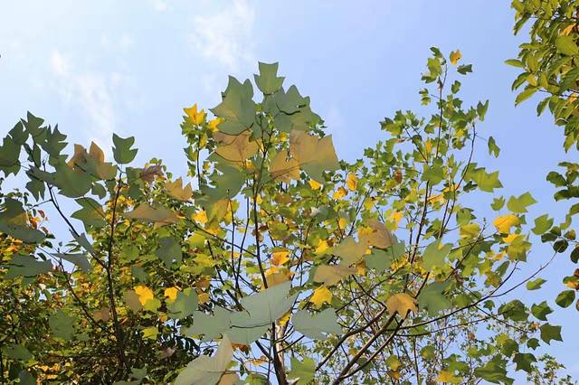 琴台小森林公园