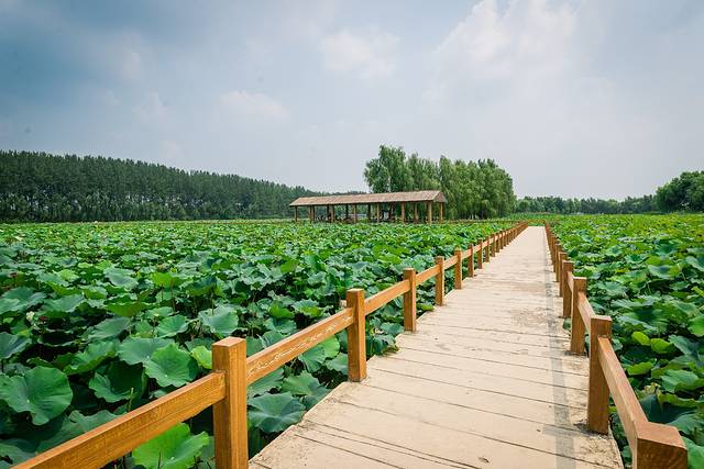 台儿庄运河国家湿地公园