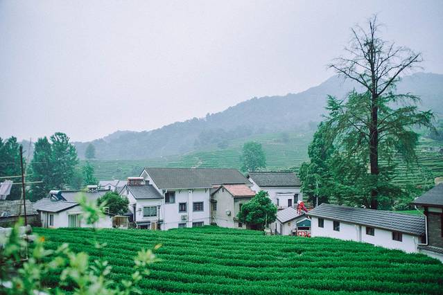 龙井山园茶文化村