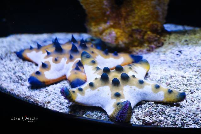 兰卡威海底世界