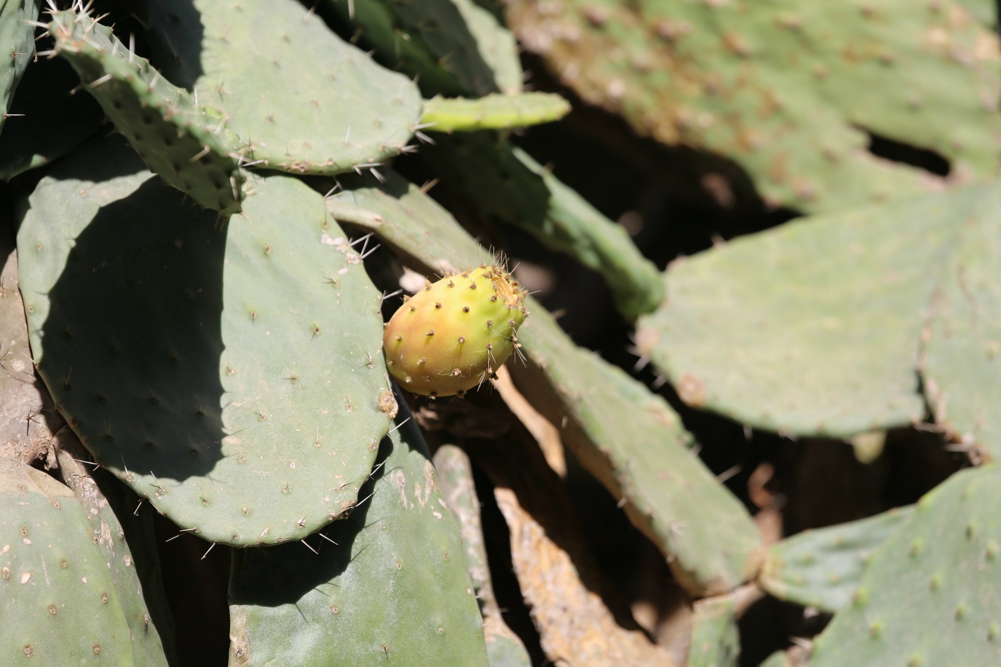 大家可以近距离感受一下仙人掌果,恐怖的不是这些肉眼所见的大刺,而是