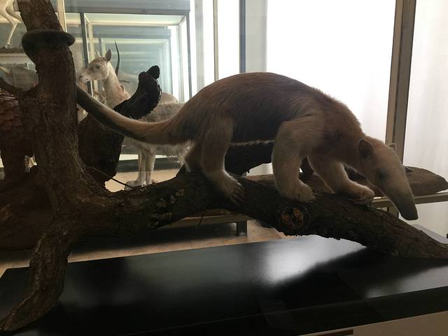 Senckenberg Natural History Museum (Naturmuseum Senckenberg)