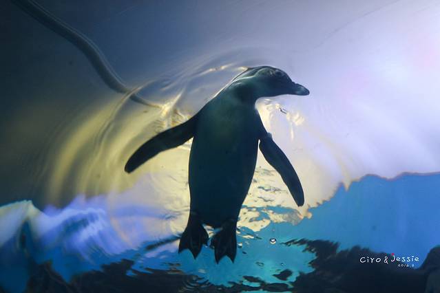 兰卡威海底世界