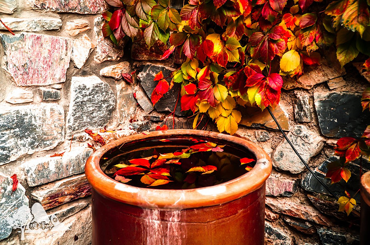 伴生麻榆,麻全子,酸枣,山荆等,丰富的植物资源带来了这五彩斑斓的美景