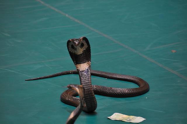 泰国红十字会萨瓦巴女王纪念研究所蛇园