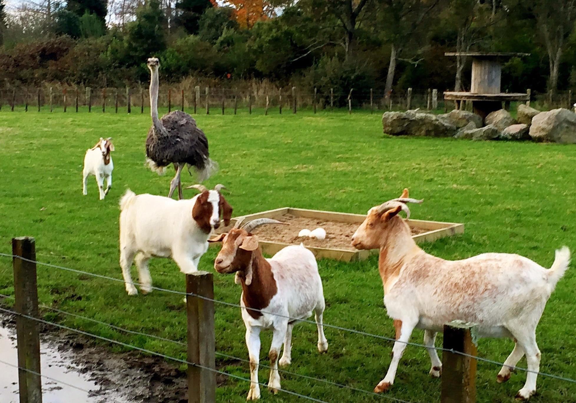游览整个农场差不多有1个半小时,因为农场很大,动物很多,都超级可爱