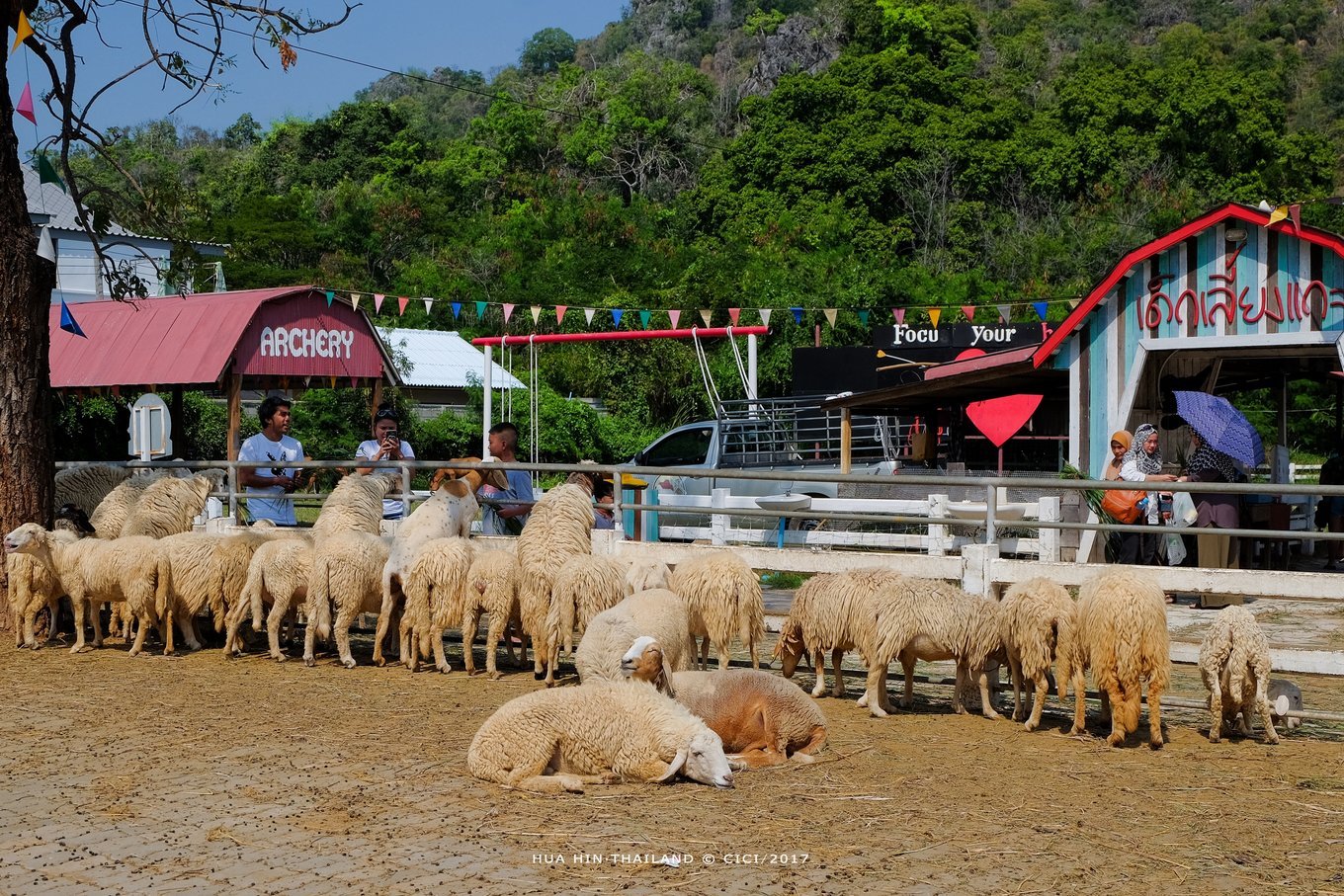 小瑞士绵羊牧场是以牧羊场为主题的休闲公园,公园不大,但有大风车