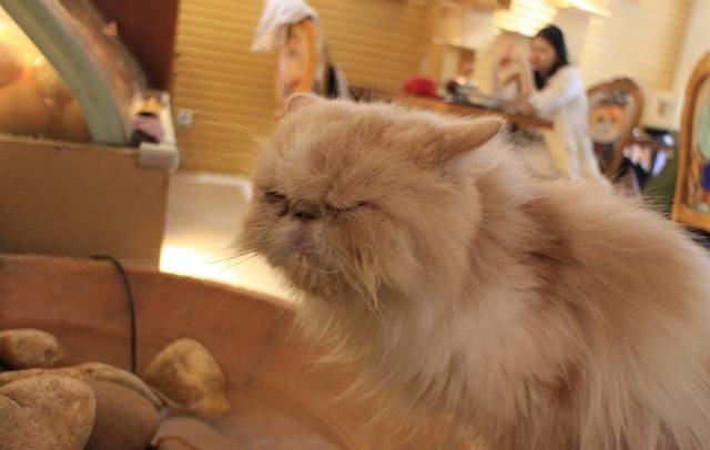 more than meow吴止猫主题餐厅(公馆店)