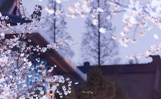 鸡鸣寺樱花大道