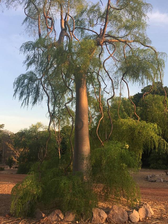 乔治·布朗植物园