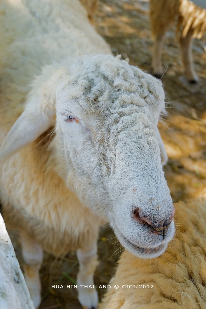 小瑞士绵羊牧场是以牧羊场为主题的休闲公园,公园不大,但有大风车