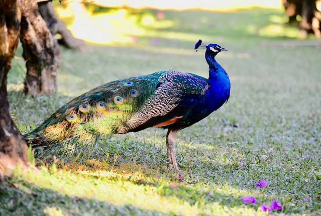 勐巴娜西珍奇园