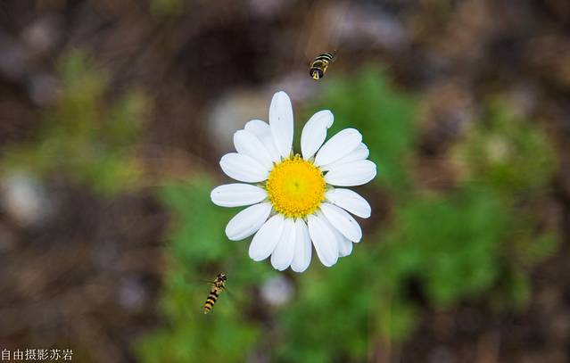伊克萨玛国家森林公园