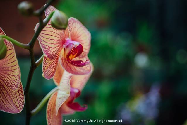 康提皇家植物园