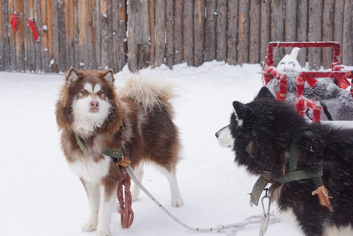 我连雪球都做不好。好看的说不出话。首先我要