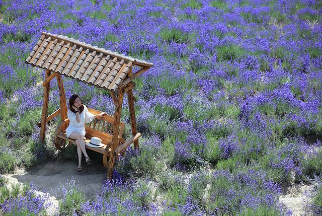 霍城65团薰衣草基地 