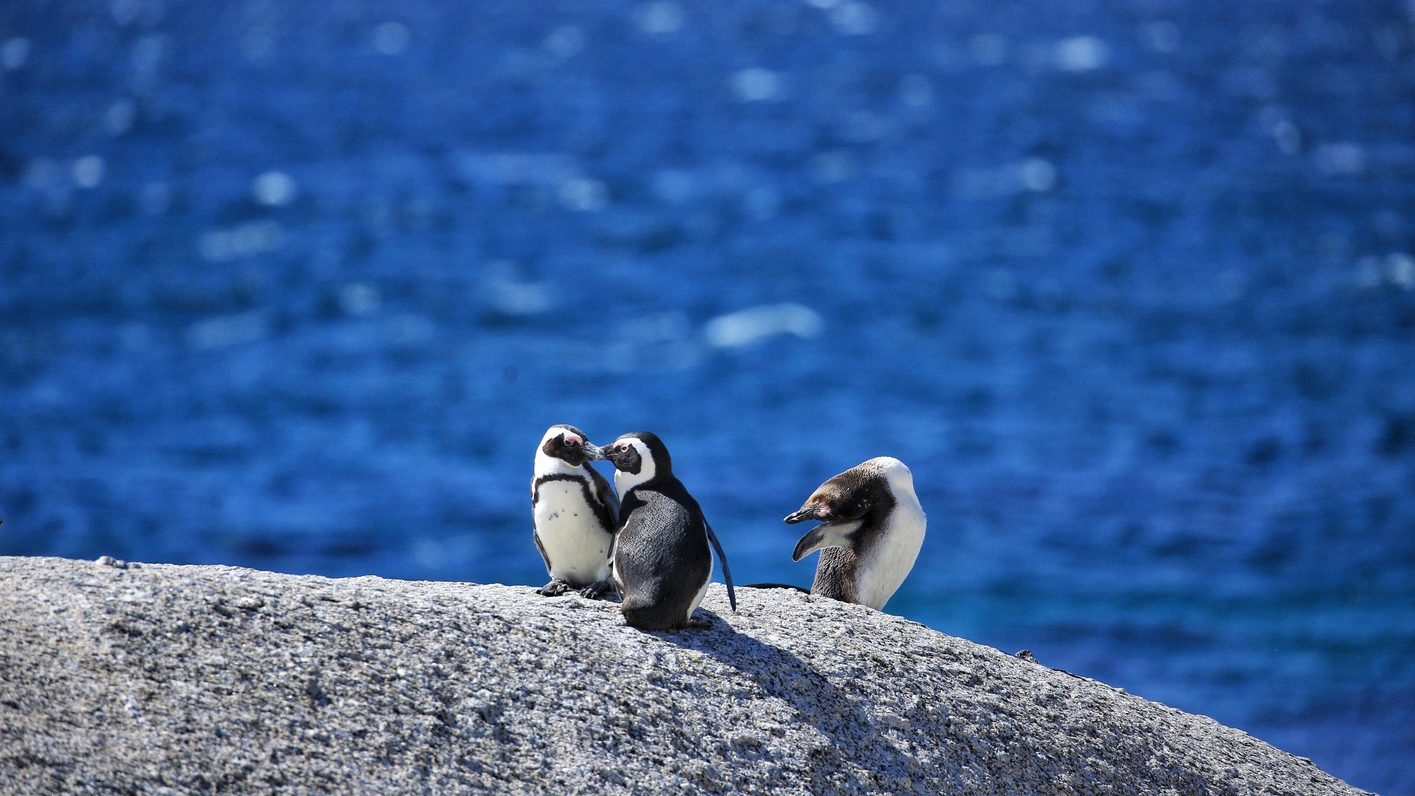 沙漠赞比西的河,生命的爱与狂欢 ▏南部非洲环游记》中提到的 企鹅滩