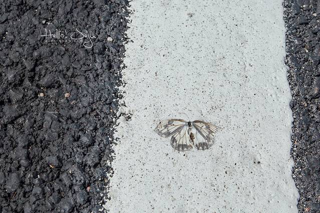 济州Ecoland生态主题乐园