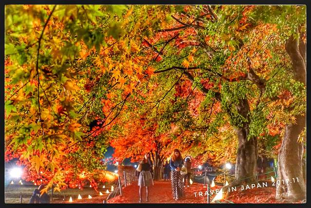 河口湖红叶回廊