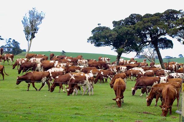 努瓦勒埃利耶茶园