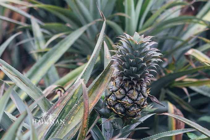 附视频从日出到星辰大海,这里是海南文昌,有一