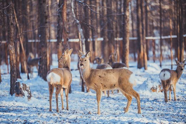 敖鲁古雅驯鹿乡