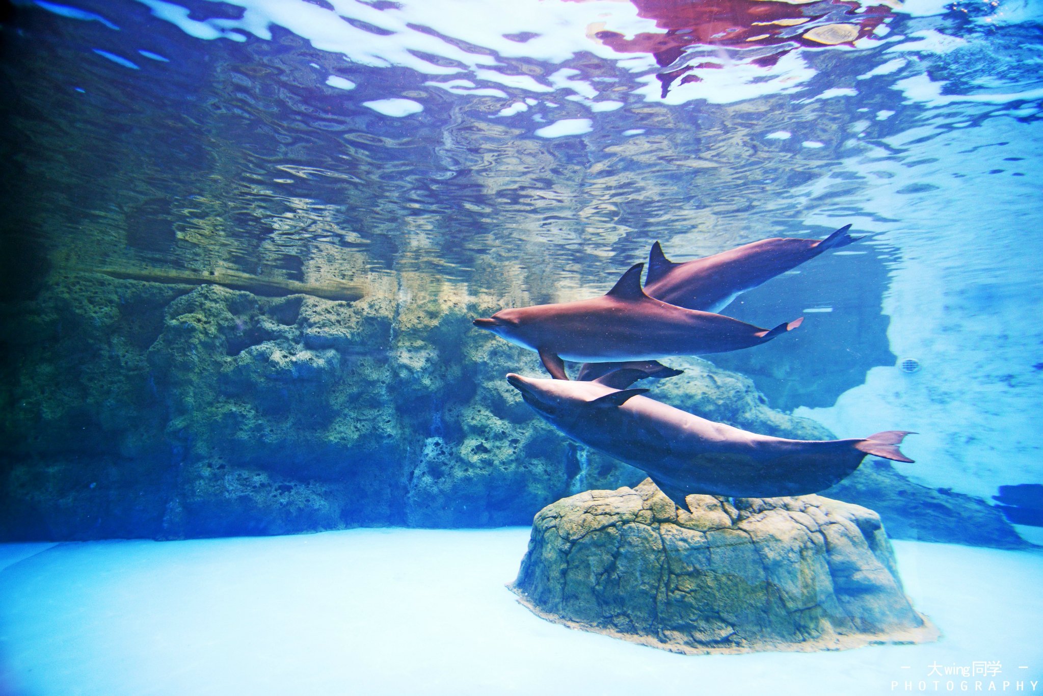 2024珠海长隆海洋王国玩乐攻略,第一次感受到鲸鱼在我面前游.