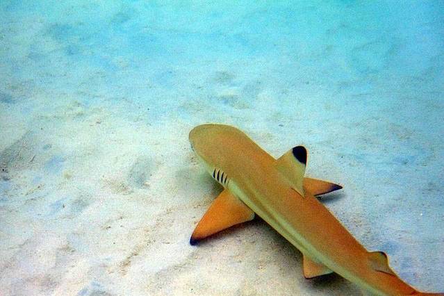 热浪岛海湾度假村