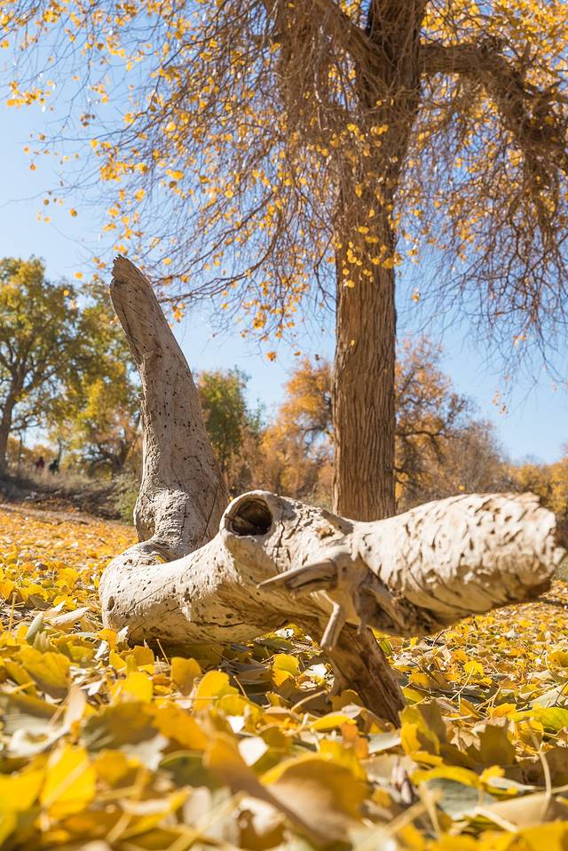 额济纳旗弱水·金沙湾胡杨林风景区