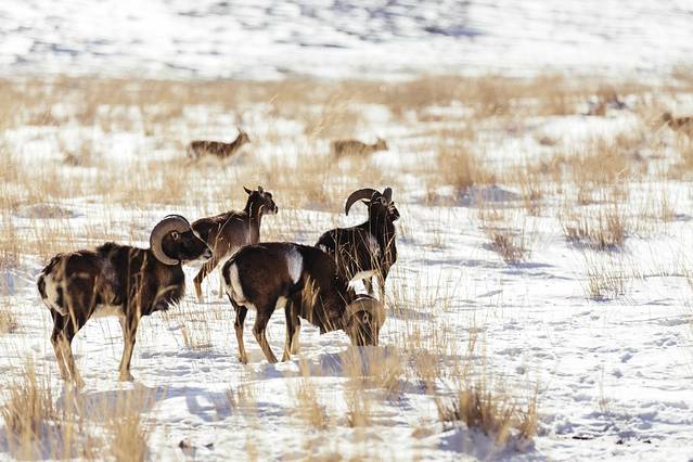 天山野生动物园