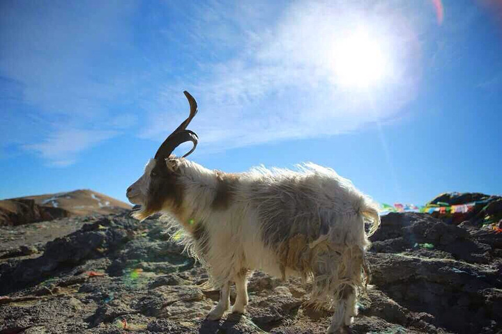 定要带晕车药,有高反的朋友一定要把高原安吃