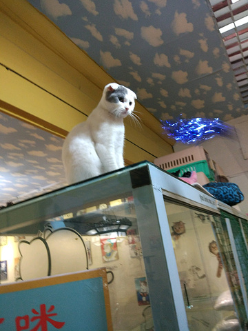 猫吃人也不能饿着,因刚才在胡同里已吃了大羊