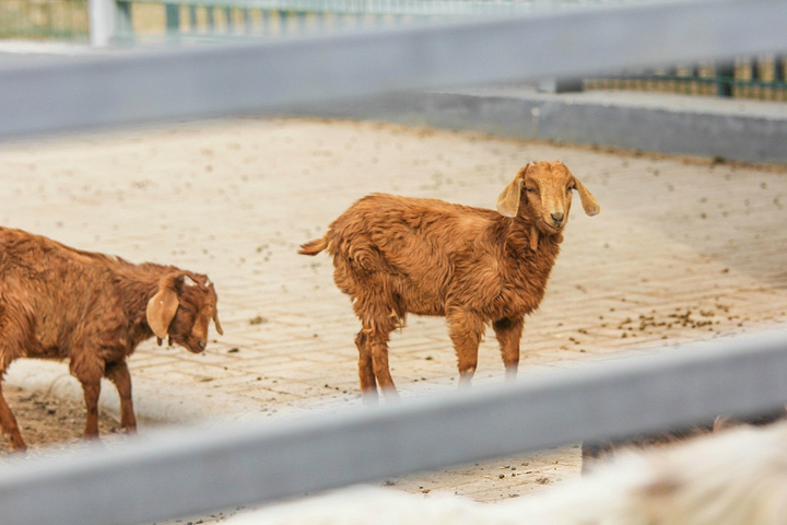一,汴京公园,看动物们的表演
