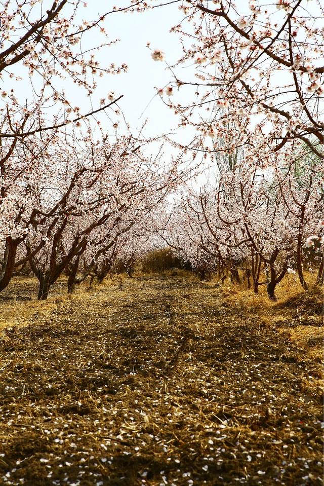 托克逊夏乡万亩杏花园