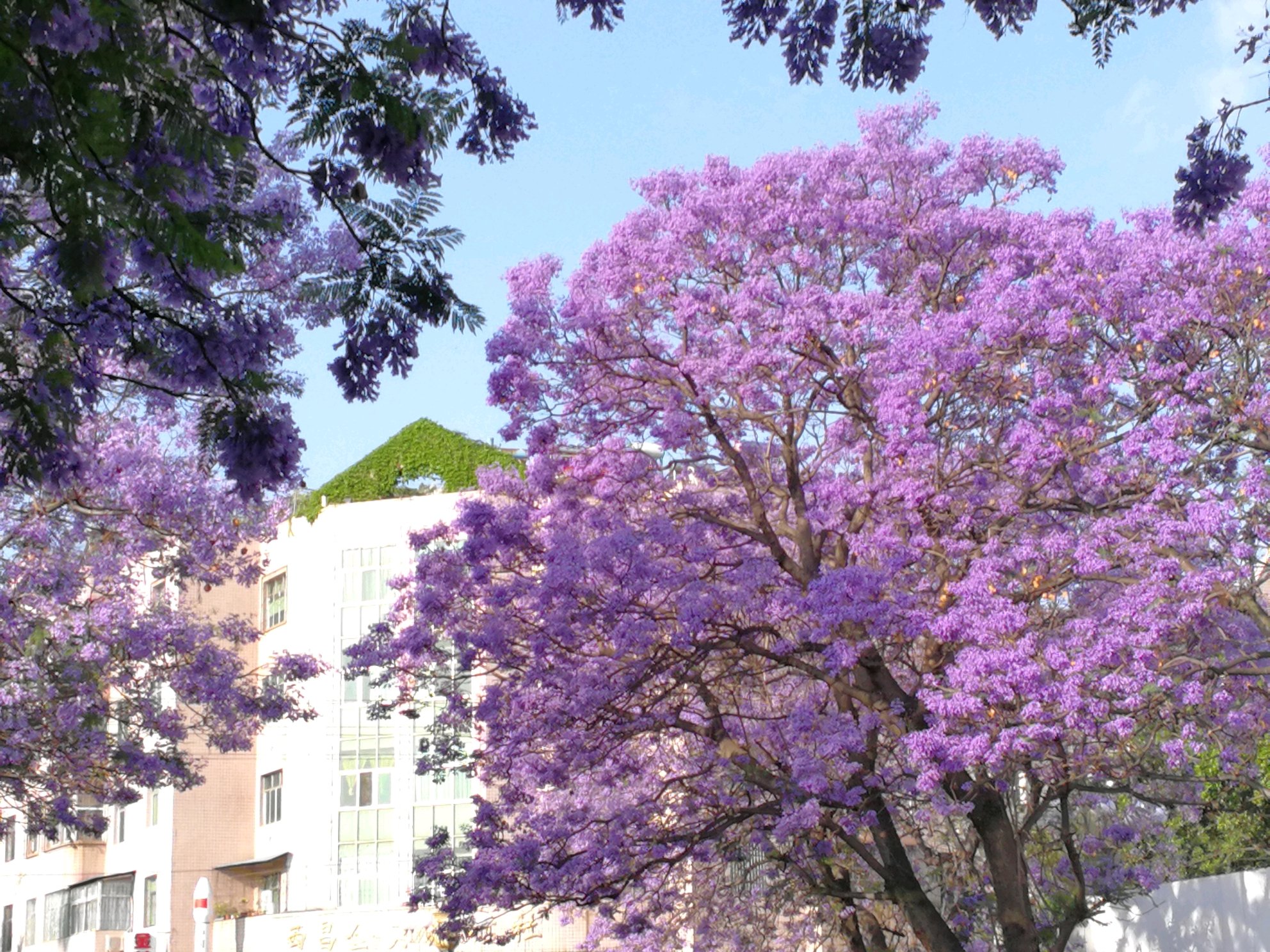 2022西昌卫星发射中心游玩攻略,美丽婀娜的蓝花楹,毫不吝啬.