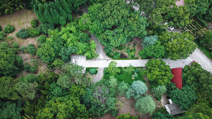 三湾植物园图片