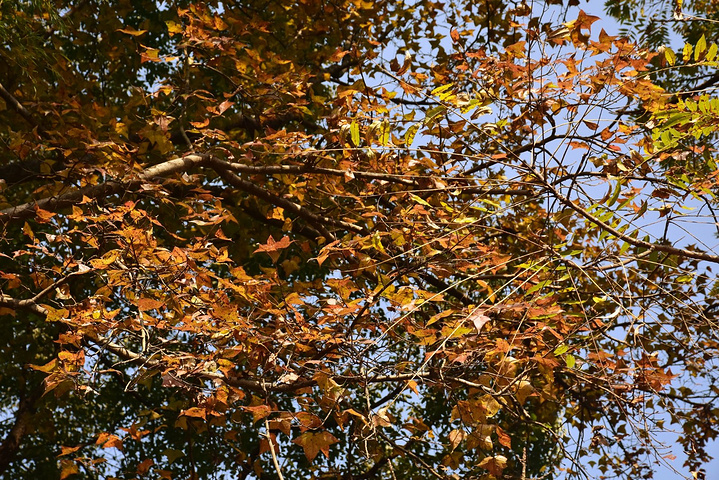 提起南华寺,绕不开的是佛教里的禅宗,说起禅宗