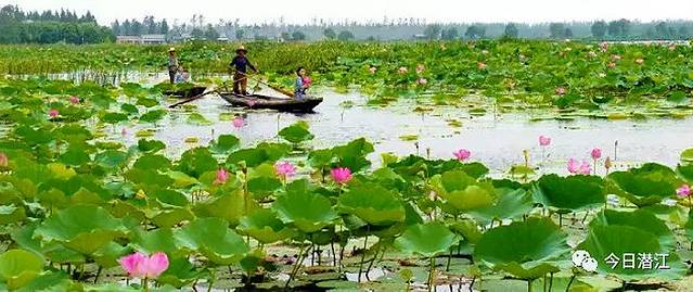 湖北潜江返湾湖国家湿地公园