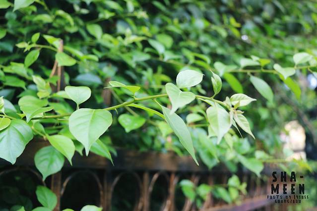 天主教广州教区露德圣母堂