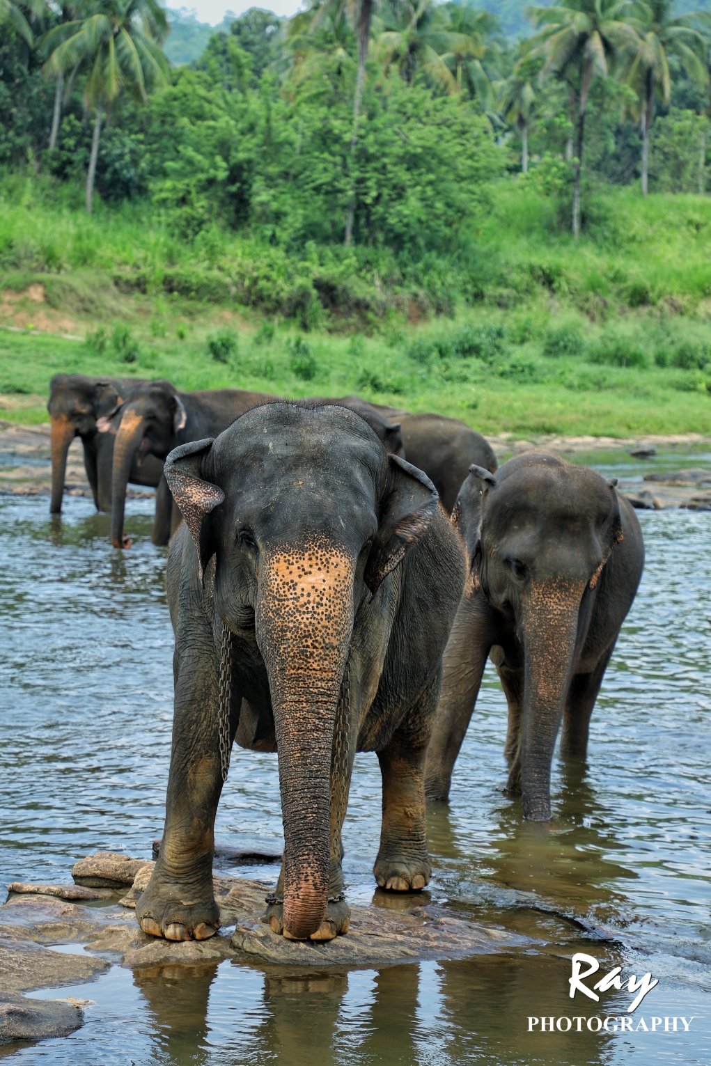 2018品纳维拉大象孤儿院游玩攻略,.喂食,给大象
