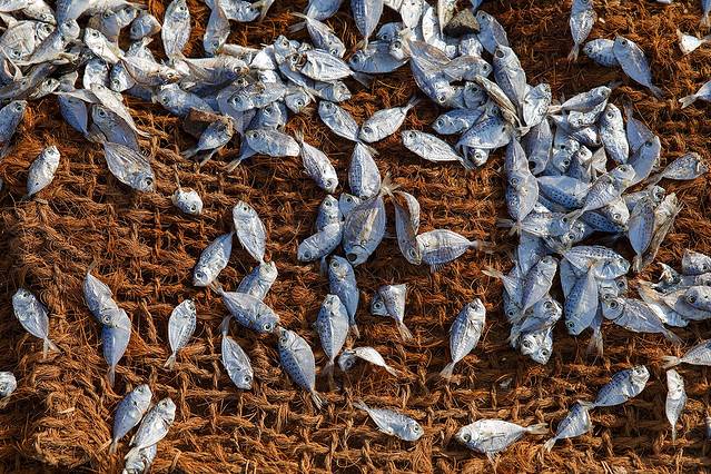 尼甘布中心鱼市场