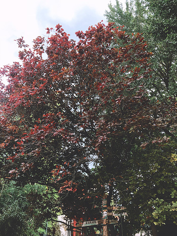 北京动物园也可以微信买票,超方便,可以常规选