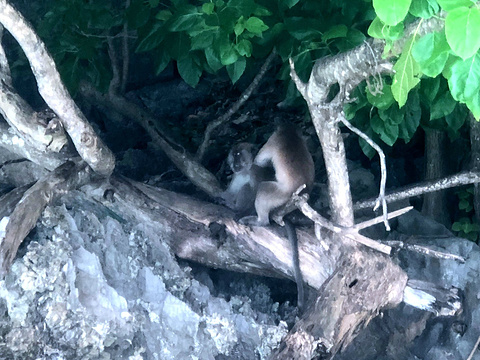 猴子海滩旅游景点图片