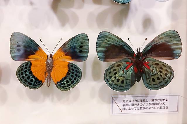 国立科学博物馆